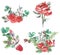 collection of watercolor Christmas winter compositions with with red roses and pine cones for design