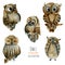 Collection of watercolor cute owls illustration