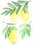 Collection of watercolor images of lemon.