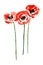Collection of watercolor poppy flowers