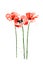 Collection of watercolor poppy flowers