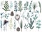 Collection of watercolor spruce, pine and eucalyptus branches, winter plants and flowers