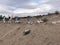 Collection of whale bones