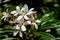Collection of white plumeria blooms in Honolulu, Hawaii