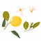 Collection of whole lemons, branches, flowers and leaves isolated on white background.