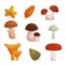 Collection Of Wild Forest Mushrooms of Various Shapes, Sizes, And Colors. Rich Earthy Tones, Intricate Textures