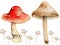 Collection of wild mushrooms, Poisonous mushrooms