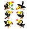 The collection of yellow beak toucan with the different posing