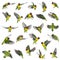 Collection of Yellow-collared lovebirds flying