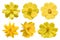 Collection of yellow cosmos flower Coreopsideae Isolated on white background.