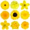 Collection of Yellow Flowers Isolated