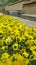 A collection of yellow flowers in Nahj al-Balagheh Park, a park in the west of Tehran