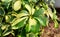 a collection of yellow green leaves on brown soil