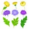 Collection of yellow and violet flowers with leaves. Vector illustration on white background.