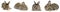 Collection young rabbit with different camera angles isolated on