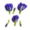 Collections of beautiful blue Butterfly pea with young bud, known as bluebell vine or Asian pigeon wings, isolated on white