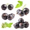 Collections of Black currant