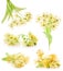 Collections Branch of linden flowers