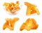 Collections of Edible wild mushroom chanterelle