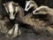 A collective of Badgers or A Clans of Badgers