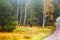 collector of fungi ( mushroom picker) on forest clearing near forest road