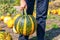 The collector of the pumpkins. A young teenage boy picks up a pumpkin and picks it up from the ground in a pumpkin field in autumn