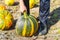 The collector of the pumpkins. A young teenage boy picks up a pumpkin and picks it up from the ground in a pumpkin field in autumn