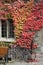 College building with fall ivy