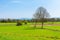 Collegno, Italy. Dora Riparia Park. View of an agricultural area in the Dora Riparia Natural Reserve Park