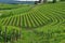 Colli Orientali del Friuli wine region, terraced fields, Italy