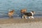 Collie attracting admiring gawk at dog park pond