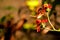 Collie butterfly feeding on flower in aviary