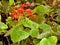 Collie butterfly beside red flowers