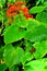 Collie butterfly beside red flowers (vertical)