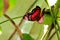 Collie butterfly standing on green leaf in aviary