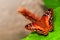 Collie butterfly standing on green leaf in aviary