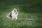 Collie dog catching frisbee