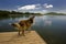 A Collie dog on a lake dock