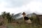 Collie dog in the misty Drakensberg mountains.