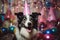 Collie dog in party hat with balloons at home celebrates birthday