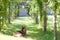 Collie dog in relax under a pergola lying on the grass