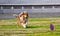 Collie dog running after a Frisbee disc competitions