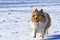 Collie dog in snow