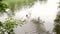 Collie dog with young girl jump into the river