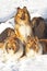 Collie dogs in snow