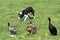 Collie herding ducks