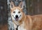 Collie Husky Basenji mix breed dog outside on leash