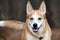 Collie Husky Basenji mix breed dog wagging tail