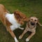 Collie Kissing Another Dog