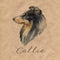 Collie. Portrait dog. Watercolor hand drawn illustration.